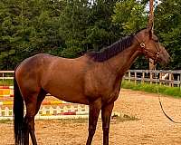 dressage-thoroughbred-horse