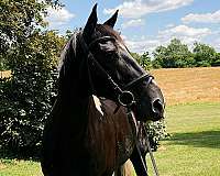 paint-gelding