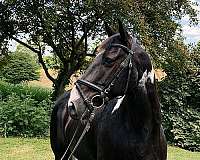 paint-horse-for-sale