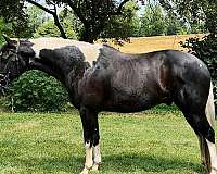 paint-horse