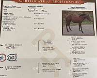 paint-horse-for-sale
