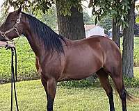 paint-filly