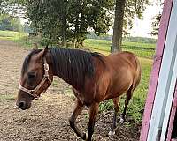 paint-horse