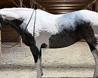 pleasure-draft-horse