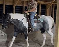 trail-draft-horse