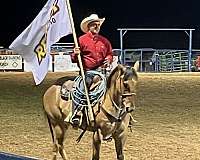 all-around-quarter-horse