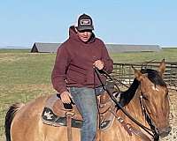 athletic-quarter-horse
