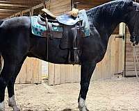 trail-dutch-warmblood-horse