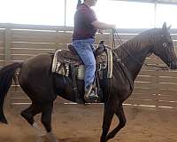 athletic-appaloosa-horse