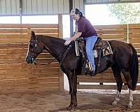 barrel-appaloosa-horse
