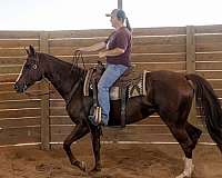 barrel-racing-appaloosa-horse