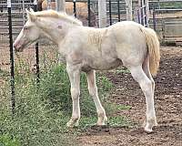 double-dilute-draft-horse