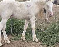 perlino-ghra-colt