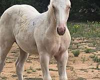 perlino-ghra-horse