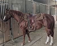 wide-blaze-2-rear-stockings-horse
