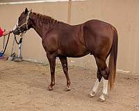 sorrel-wide-blaze-2-rear-stockings-horse