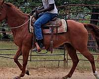 quarter-horse-mare