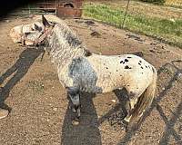 black-blanked-white-with-spots-horse