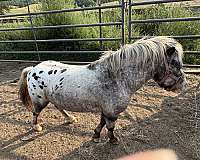blanked-white-with-black-spots-horse