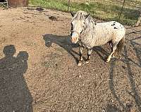 blue-eyed-color-producer-appaloosa-horse
