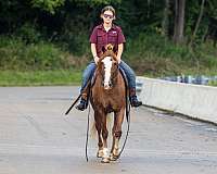 all-around-welsh-pony