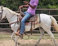 beginner-safe-horse-paso-fino