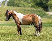 buckskin-white-paint-pony-gelding