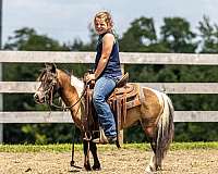 buckskin-white-trail-pony