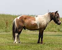 buckskin-white-paint-pony-for-sale
