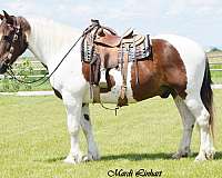 montana-draft-gelding-spotted-horse