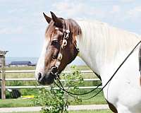 spotted-draft-gelding-horse