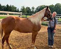 sorrel-blaze-white-on-legs-pony