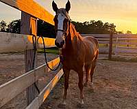 mare-mustang-pony