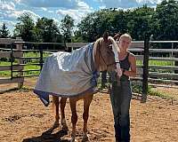 prospect-mustang-pony