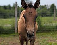 grey-one-white-socks-horse