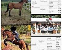 grey-warmblood-colt