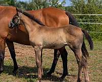 one-white-socks-horse