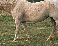 breeding-quarter-horse