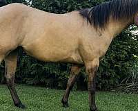 dun-w-blk-points-quarter-horse-mare