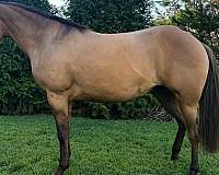 dun-w-blk-points-aqha-mare