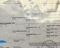 dun-w-blk-points-aqha-horse
