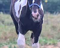 black-overo-drum-colt