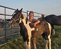 black-overo-drum-horse