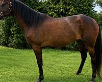 athletic-heading-mare