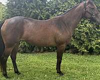 athletic-heading-horse