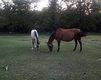 bay-roan-quarter-horse