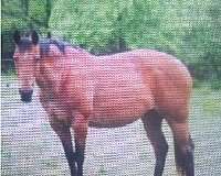 bay-quarter-horse