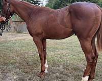 blaze-2-socks-horse