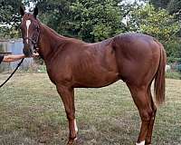 chestnut-blaze-2-socks-horse