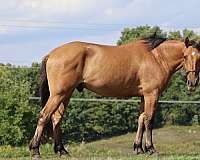 dunskin-cross-horse